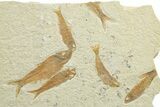 Limestone with Five Fossil Fish (Knightia) - Wyoming #363839-1
